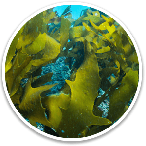 Golden Algae